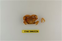 藏品(平背蜞)的圖片